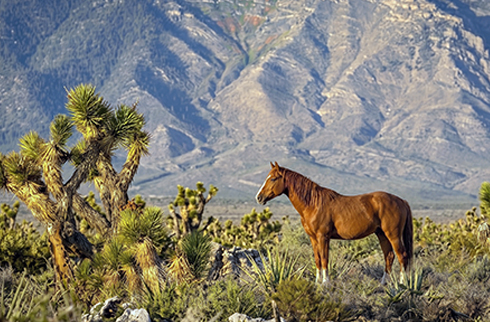 Horse Image